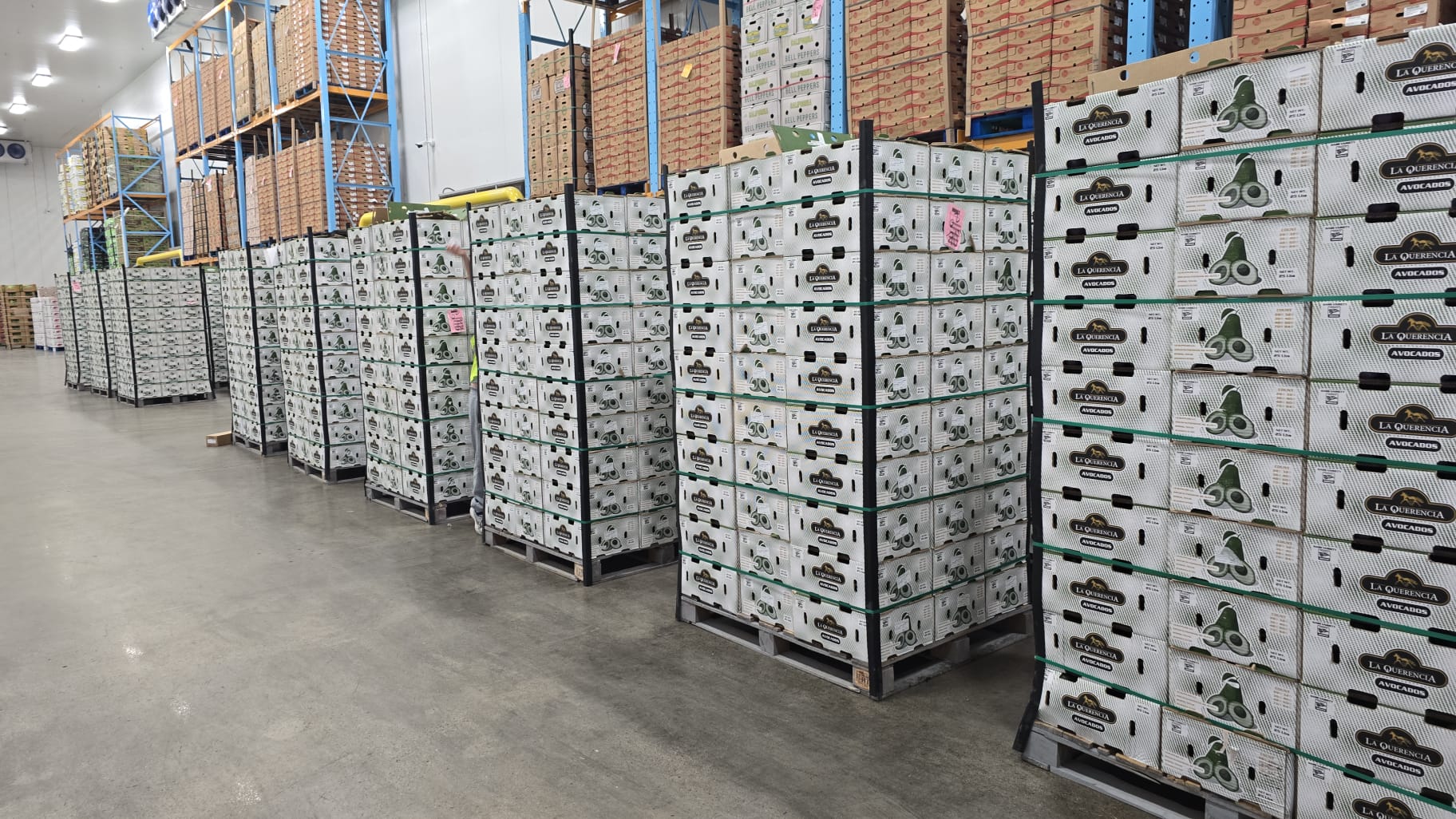 Avocado boxes staged inside the cold storage facility
